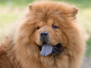 Chow Chow blue tongue