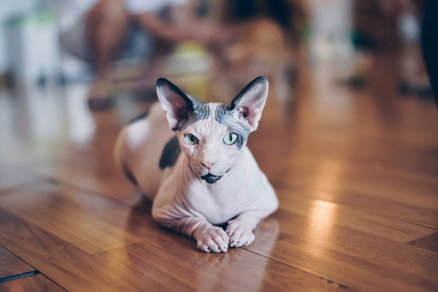 sphynx cat on a wood floor