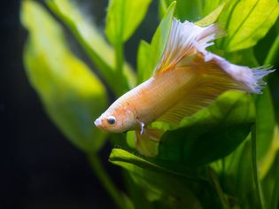 Betta fish sleeping on leaf