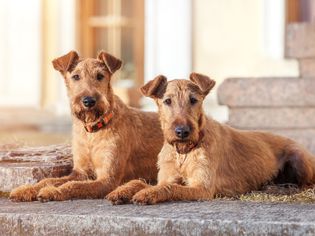 Irish Terriers