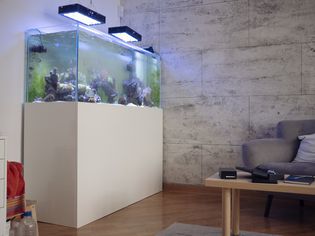 home aquarium in a modern home