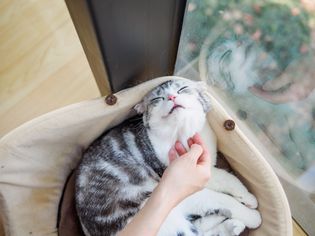 Cat having chin scratched