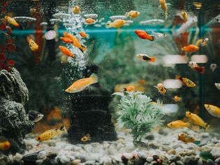 Fish tank with mollies and guppies