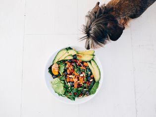 dog sniffing salad