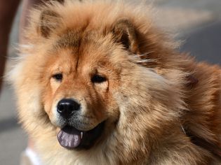 chow chow close up