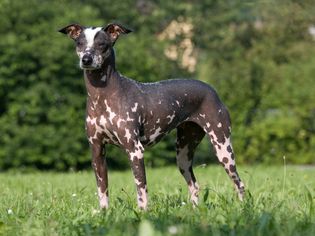 Hairless Peruvian Inca Orchid dog standing in grass.