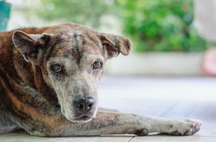 old dog incontinence