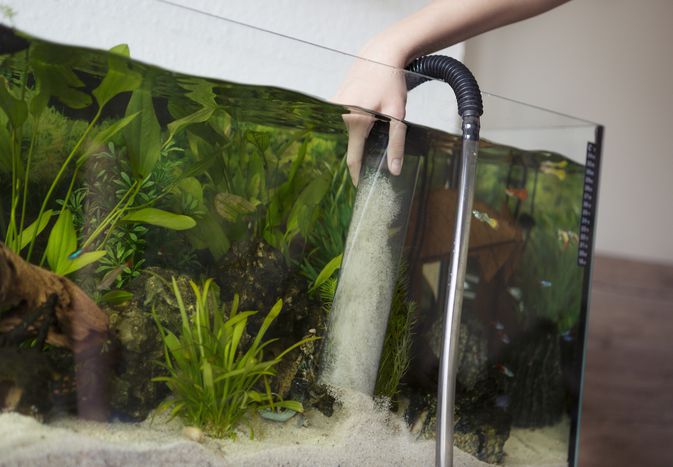 Cleaning aquarium sand
