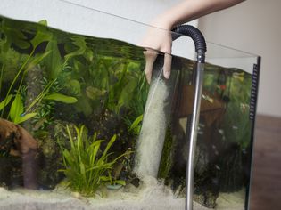 Cleaning aquarium sand