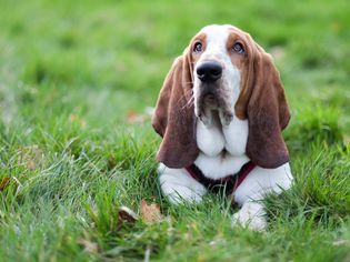 basset hound lying on grass