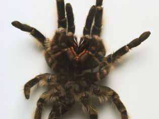 Tarantula exoskeleton