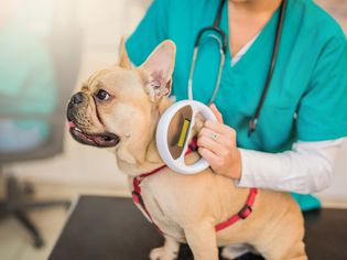 Microchip Pet Scan