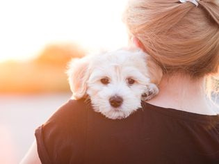 Girl take care of puppy
