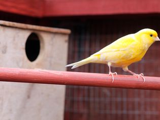 Yellow and white canary