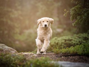 lyme disease in dogs
