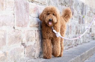 Goldendoodle dog walking with rope leash near brick wall