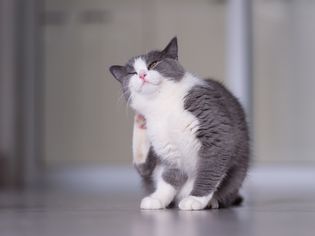dry skin in cats