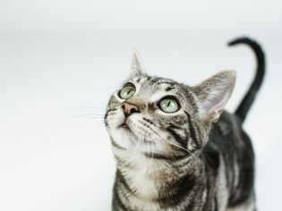 Gray Tabby Cat with Green Eyes