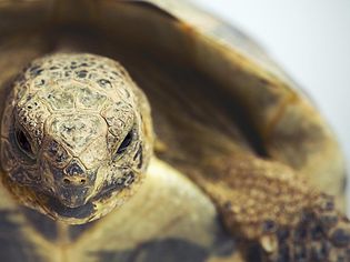 Portrait of a greek tortoise (testudo graeca).