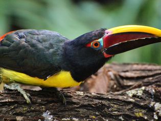 Green Aracari (Pteroglossus viridis)