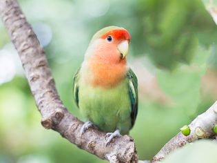 Green orange faced lovebird standing on the tree in garden