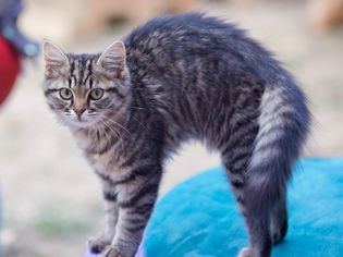 Grey Cat bends his back