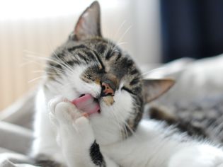 Grooming cat