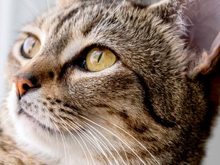 Tabby cat's face with yellow eyes closeup