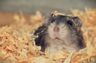 hamster in nesting material