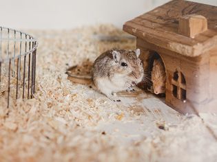 hamsteres cozy in cage