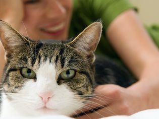 Happy Indoor Cat