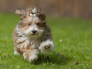 Running havanese