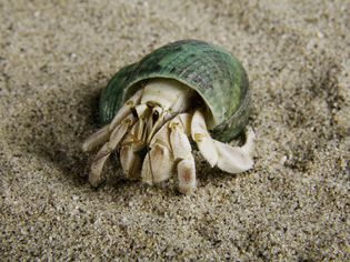 Hermit Crab
