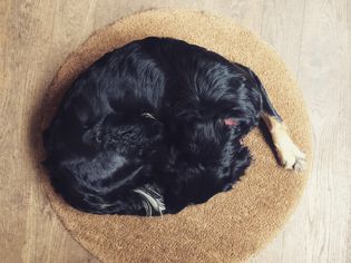 Dog sleeping on rug