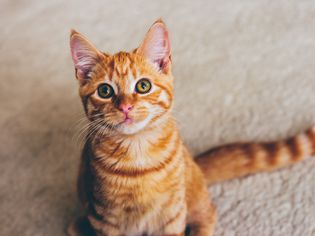 High Angle View Portrait Of Ginger Cat Sitting On Street