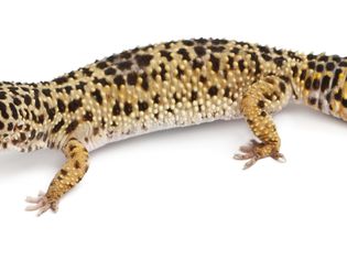 High yellow Leopard gecko, Eublepharis macularius, in front of white background