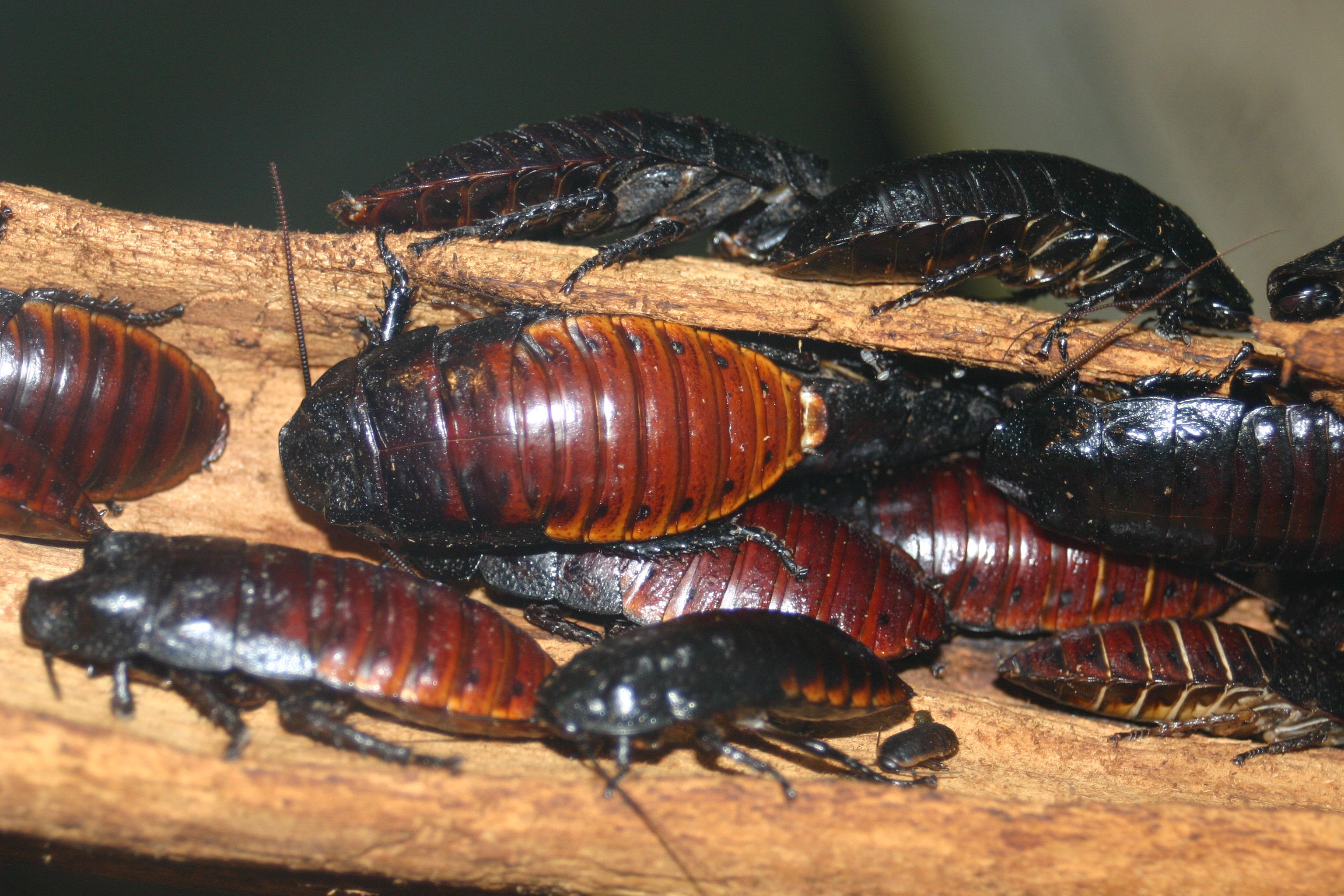 Hissing Cockroaches