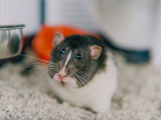 Hooded dumbo fancy rat eating