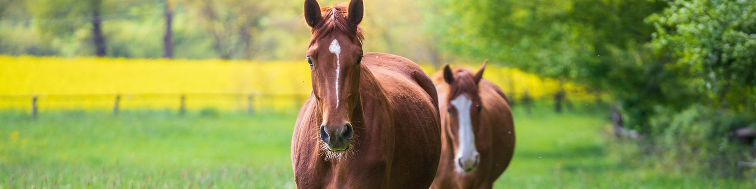 two brown horses walk through meadow