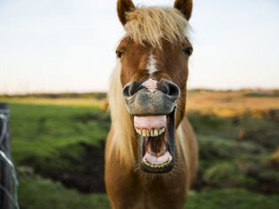 Horse with mouth wide open