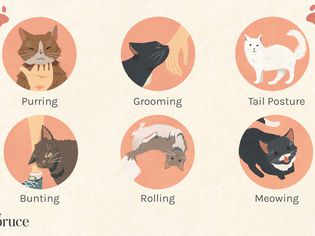 Ways Cats Display Their Love
