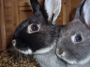 a black and grey silver fox rabbit