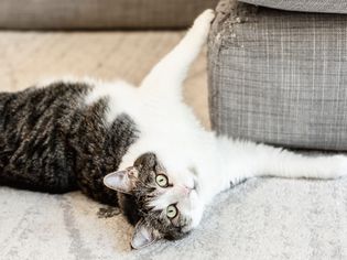 Brown and white cat scratching corner of couch 