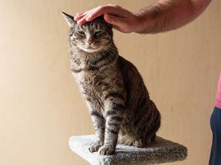 Brown and black cat sitting on perch tree while being petted