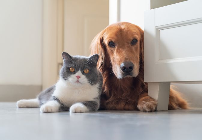 Cat and dog laying on the floor together in their home