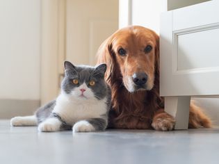 Cat and dog laying on the floor together in their home