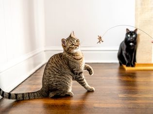 Brown striped cat playing with toy