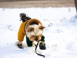 dog learning to walk in dog boots