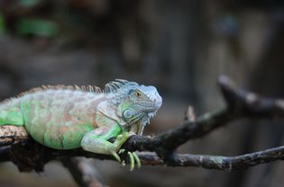 Iguana