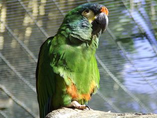Illiger Macaws